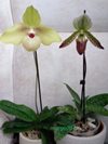 Paphiopedilum hangianum x malipoense  и Paphiopedilum Sukhakulii Maudiae coloratum